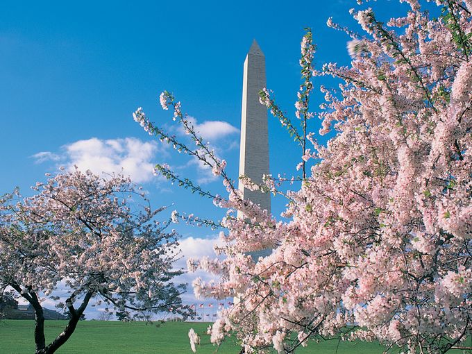 The 2014 National Cherry Blossom Festival is Going on Now