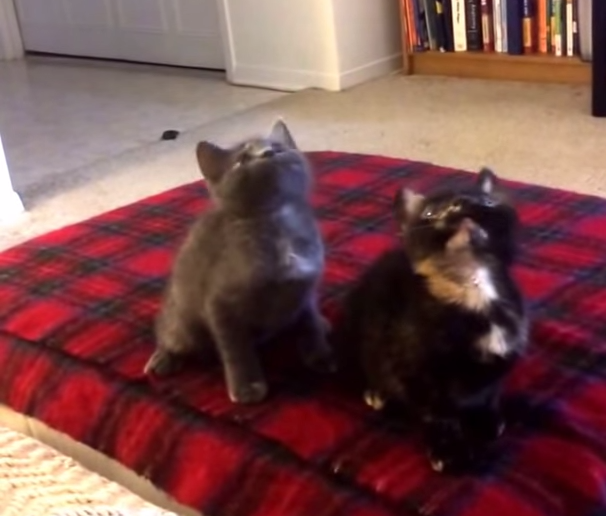 Viral Video Kittens Turn Down For What Wusa9 Com