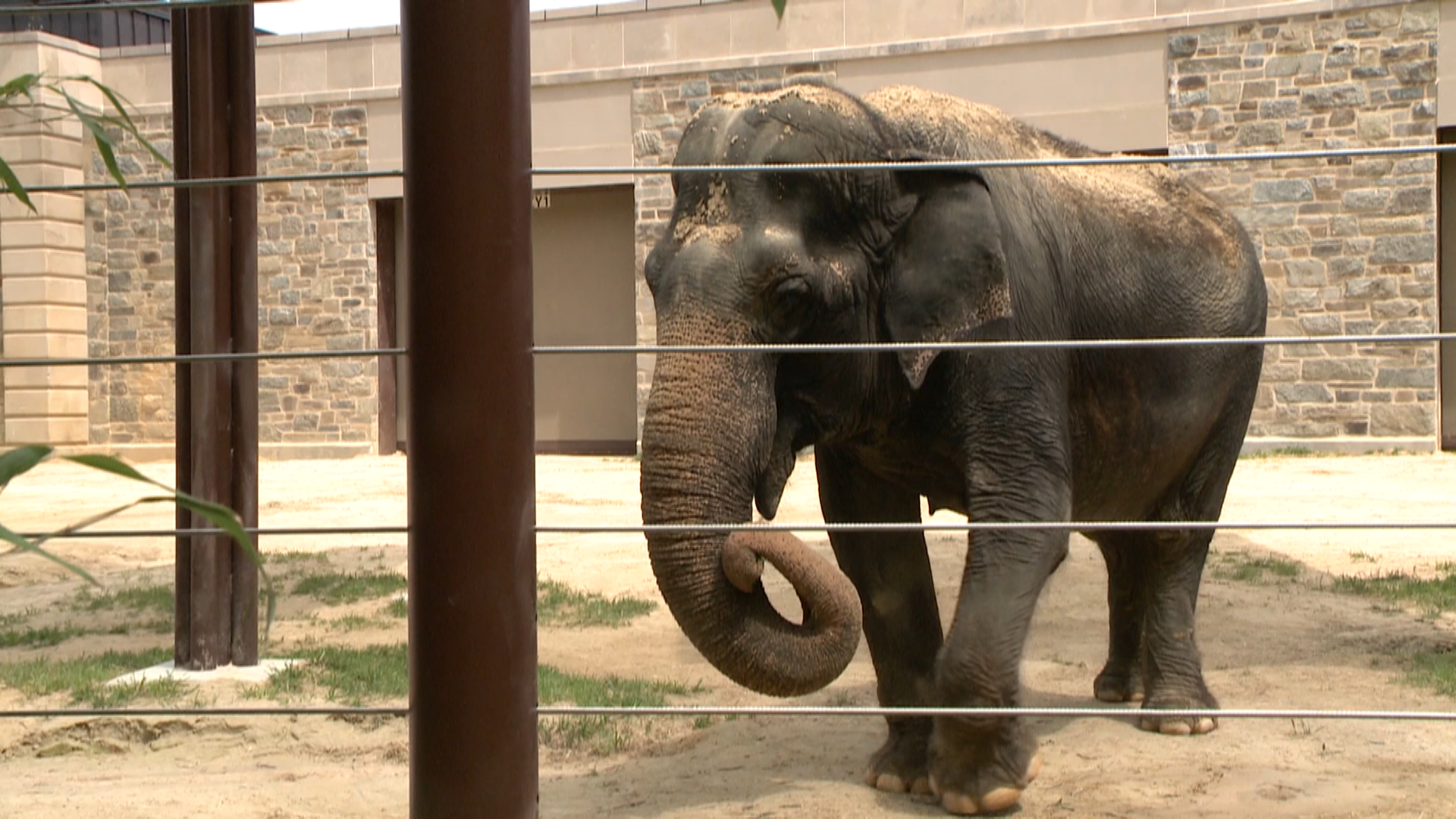 Elephants threatened by deadly virus | wusa9.com