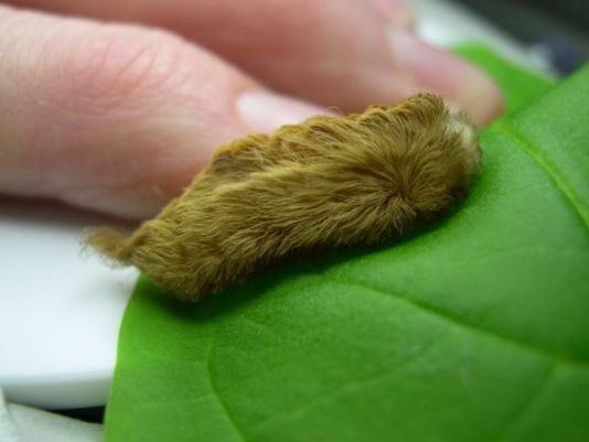 teddy caterpillar