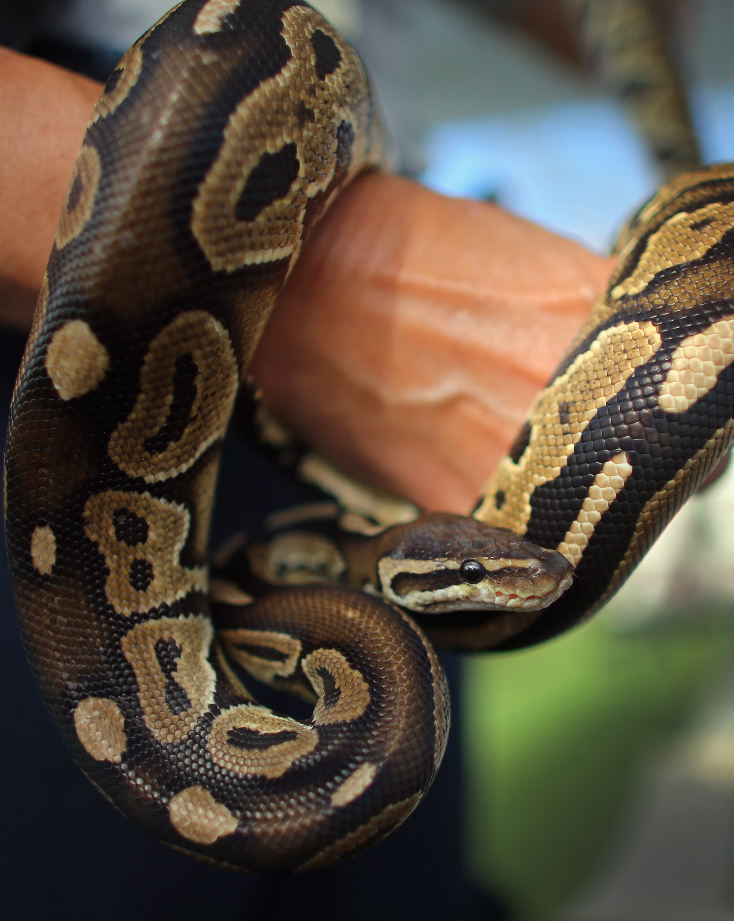 Women find python in the trunk of their rental car | wusa9.com