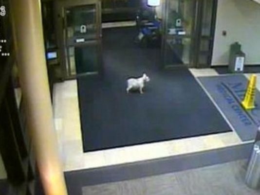 Dog walks nearly 20 blocks to see owner with cancer in hospital | wusa9.com