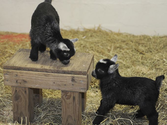 Pygmy Goat  The Maryland Zoo