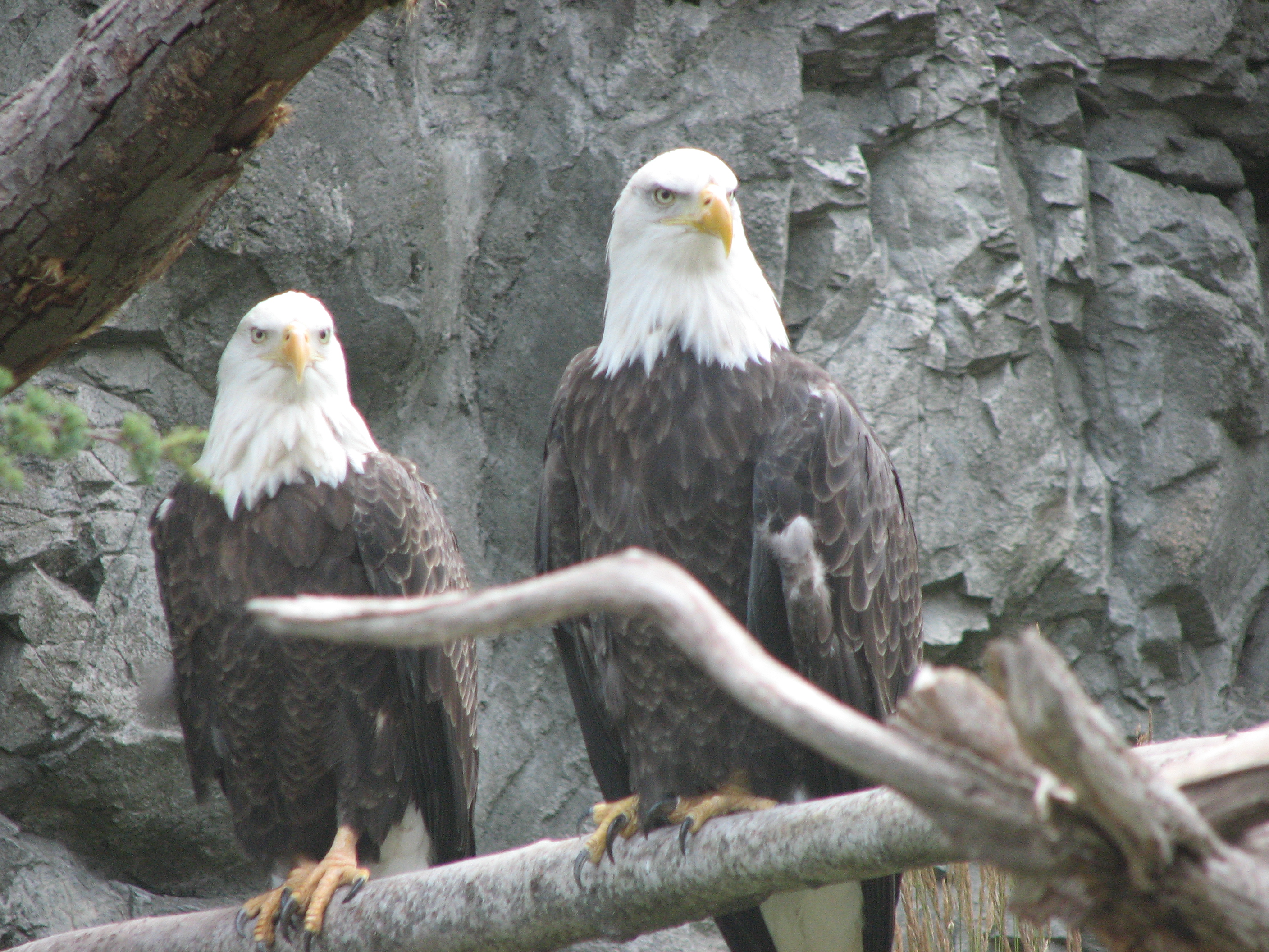 Eagles returned wild Va.