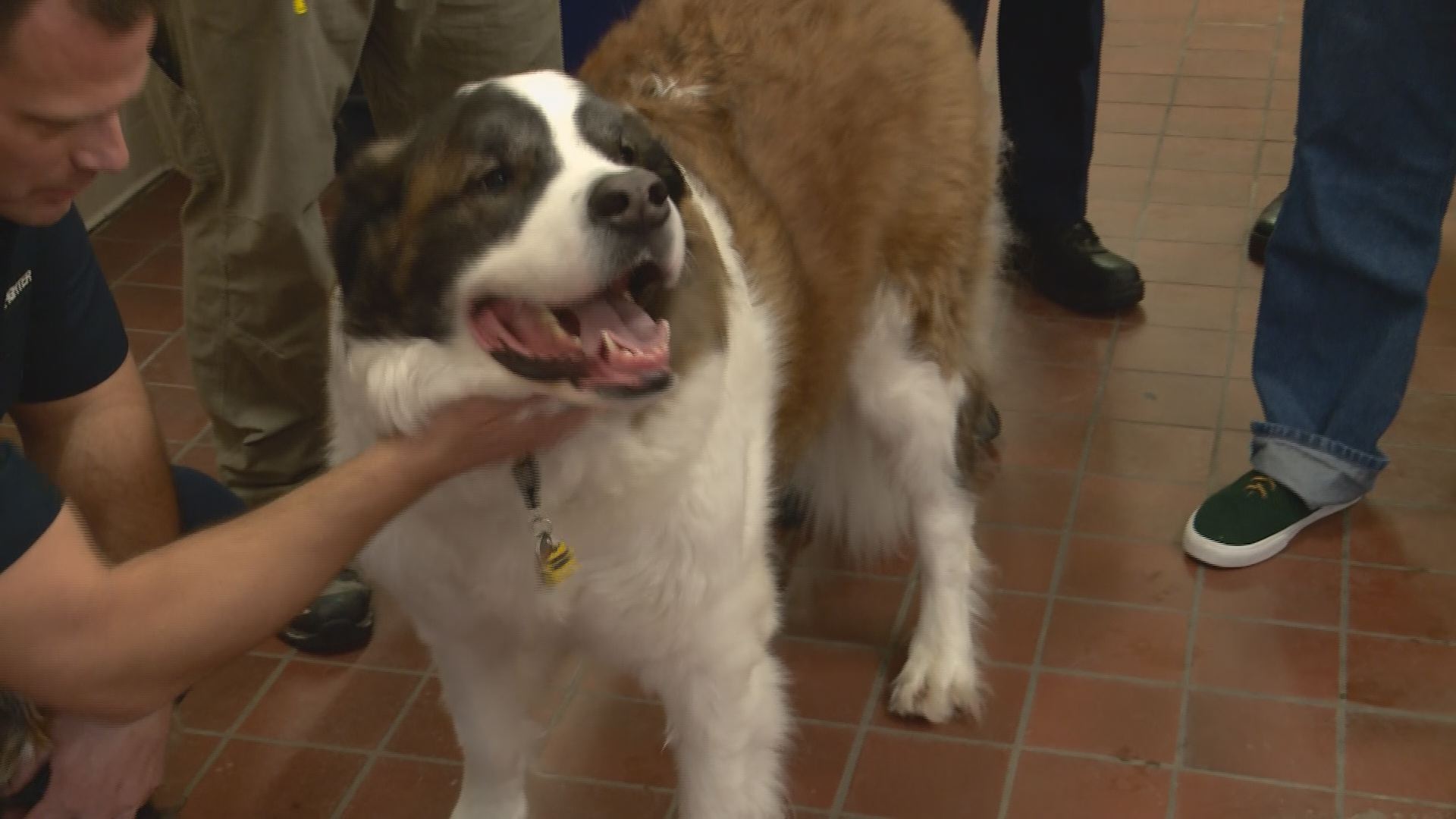 Firefighters reunited with St. Bernard rescued during blizzard