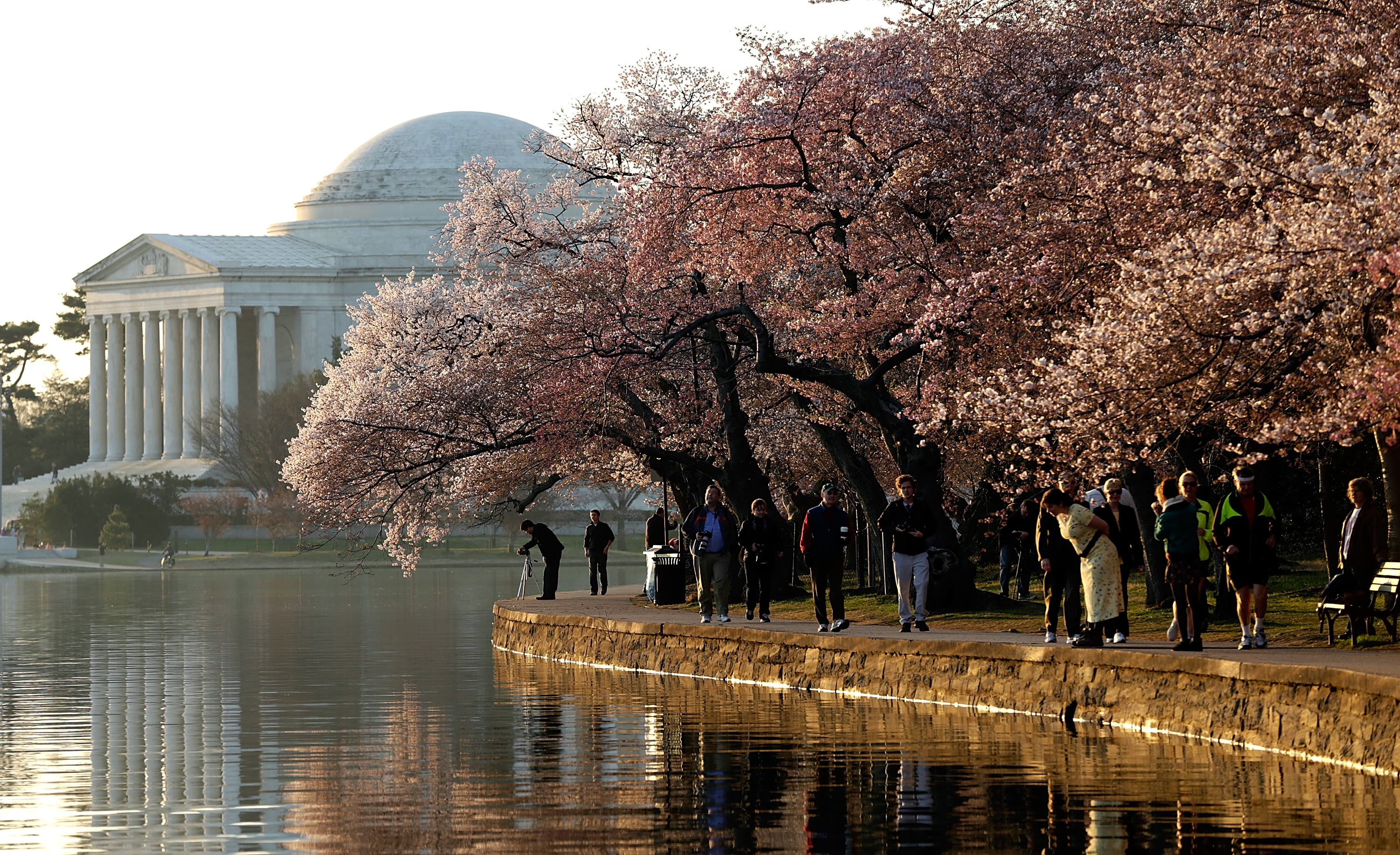 Cherry Blossom Peak Bloom Pushed Back