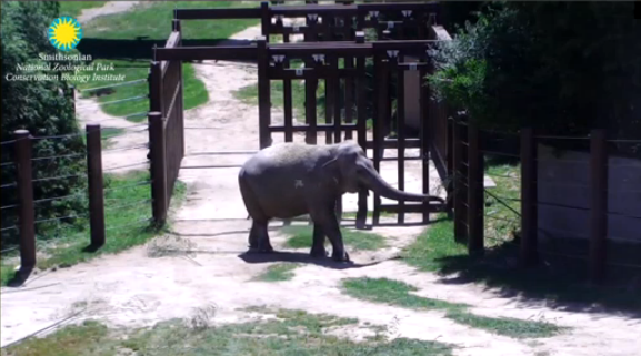 Elephant cams added at the National Zoo 