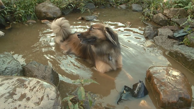 Here's how to keep your pets safe in...