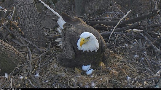 Second baby eagle hatches at National Arboretum 