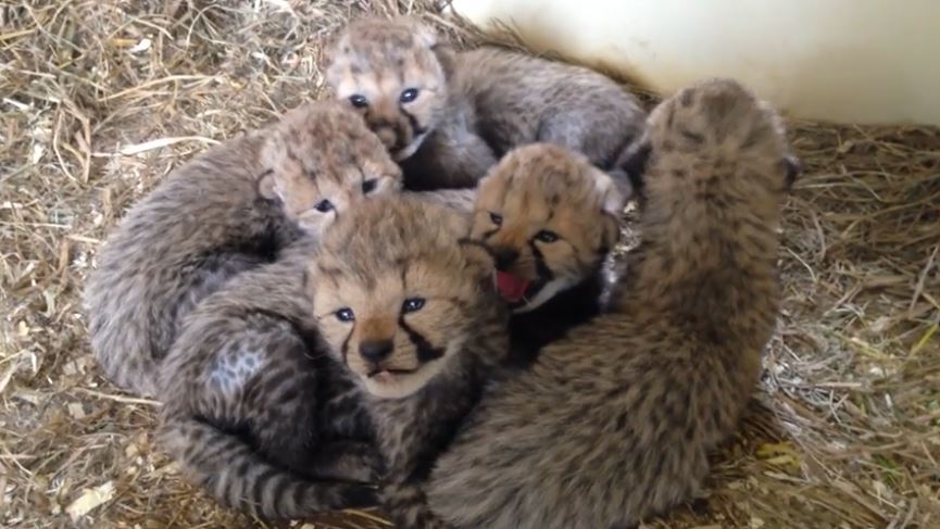 Smithsonian welcomes 12 cheetah cubs from two litters | 13wmaz.com
