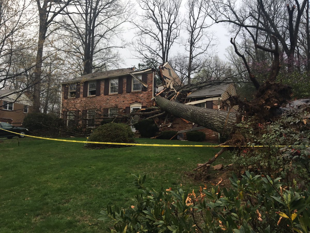 Man rescued after tree crushes Annandale home | wusa9.com