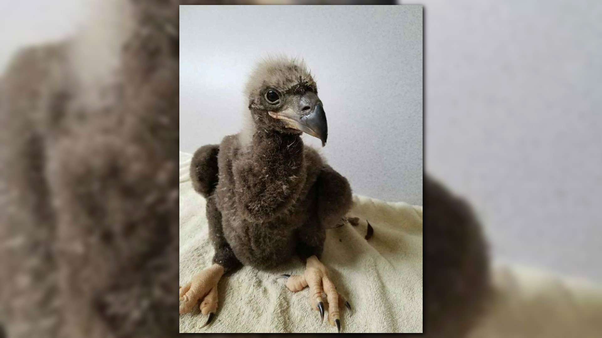 Baby Bald Eagle Rescued From Nest In Dc 