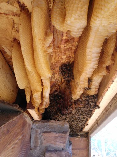 Dripping honey leads to hive discovery in home | wusa9.com