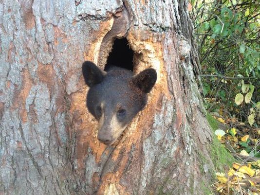 Bear cubs get stuck inside tree in Wisconsin | wusa9.com