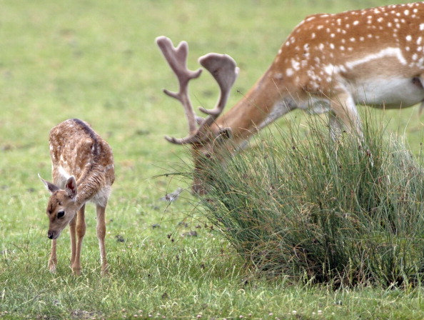 Man delivers fawn after pregnant deer killed by car | wusa9.com