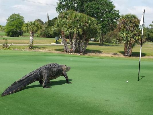 Big alligator lays down on golf course, poses for pics | wusa9.com