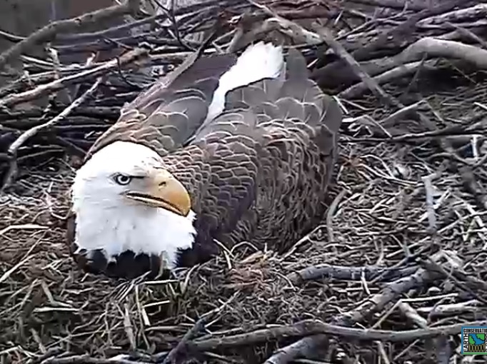 Baby bald eagles hatching information | hostalelportalico