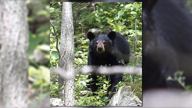 Mama bear attacks, kills dog in Shenandoah National Park | WUSA9.com