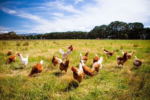Cruelty at Tyson chicken farms prompts firings, change | wusa9.com