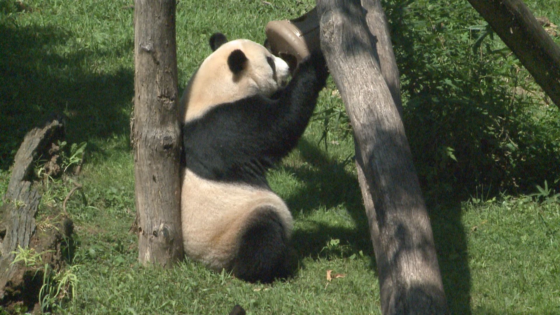 Thousands visit National Zoo's giant pandas on Labor Day | wusa9.com