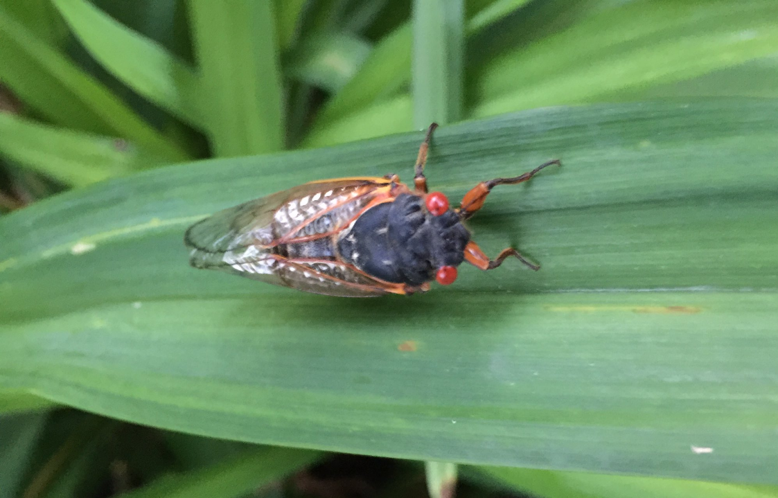 Cicadas Underground for 17 Years Start to Emerge | wltx.com
