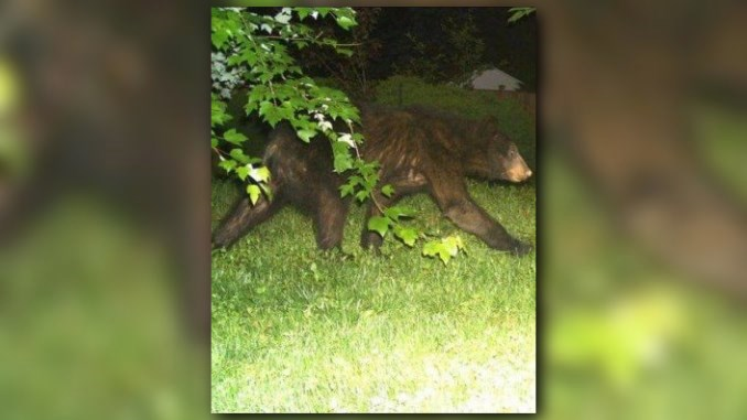 Be bear aware: Bear sighting, damage reported in Va. | wusa9.com